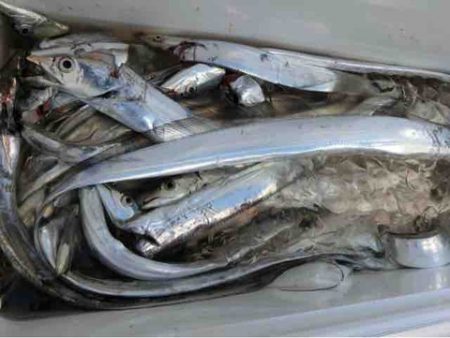 遊漁船 セトマリン 釣果