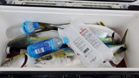 遊漁船 ニライカナイ 釣果