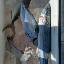 第五慶門丸 釣果