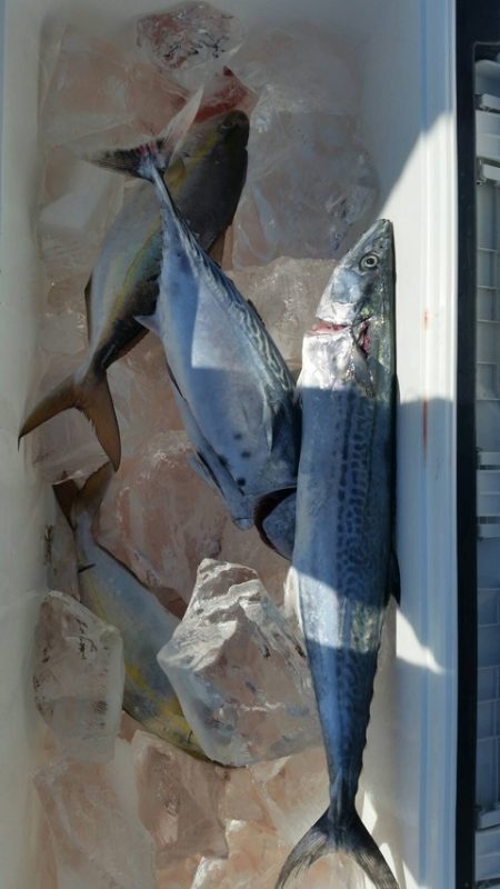 第五慶門丸 釣果