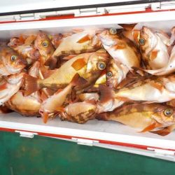 第二むつ漁丸 釣果