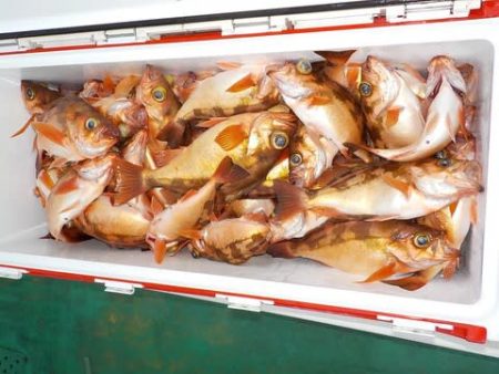 第二むつ漁丸 釣果