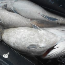 こうゆう丸 釣果