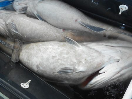 こうゆう丸 釣果