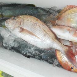 こうゆう丸 釣果