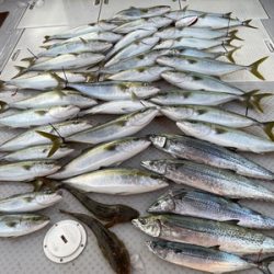 ミタチ丸 釣果