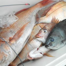 こうゆう丸 釣果