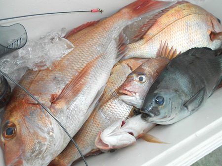 こうゆう丸 釣果