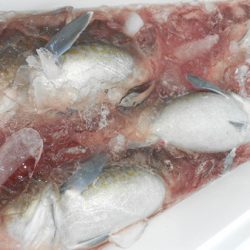 こうゆう丸 釣果