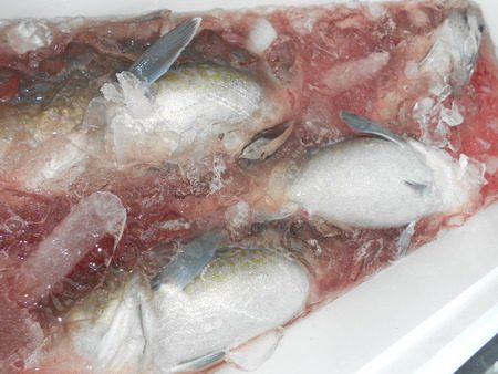 こうゆう丸 釣果