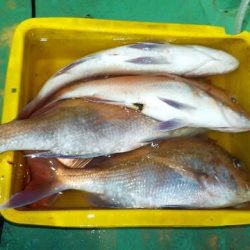 第二むつ漁丸 釣果