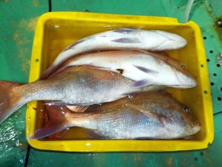 第二むつ漁丸 釣果