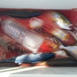 第五慶門丸 釣果