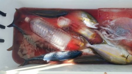 第五慶門丸 釣果