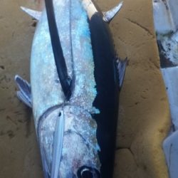 小海途 釣果