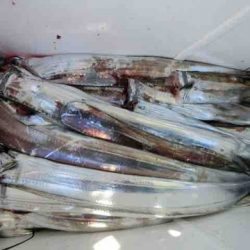 遊漁船 セトマリン 釣果