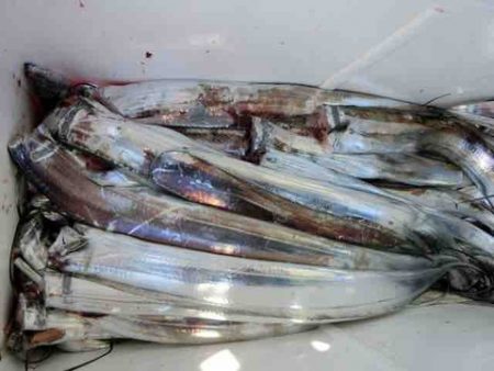 遊漁船 セトマリン 釣果