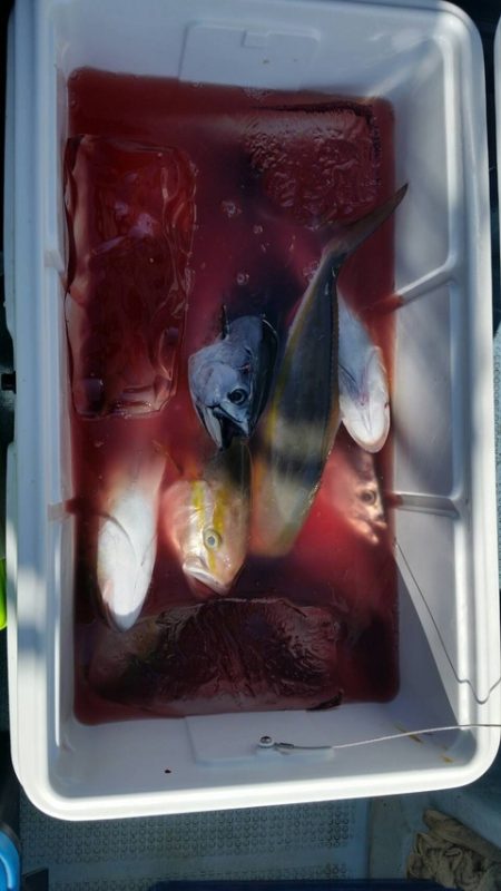 第五慶門丸 釣果