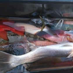 遊漁船 新鋭丸 釣果