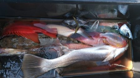 遊漁船 新鋭丸 釣果