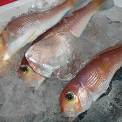 こうゆう丸 釣果