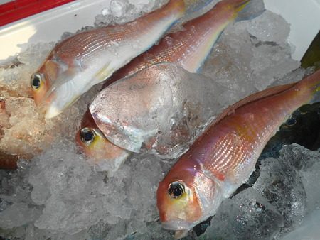 こうゆう丸 釣果