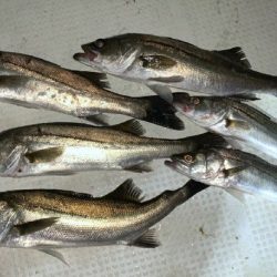 TOPGUN名古屋 釣果