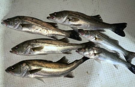 TOPGUN名古屋 釣果