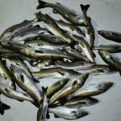 TOPGUN名古屋 釣果