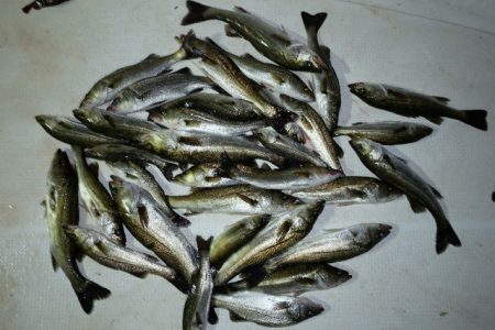 TOPGUN名古屋 釣果