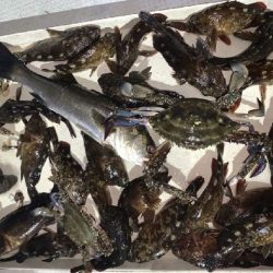 TOPGUN名古屋 釣果