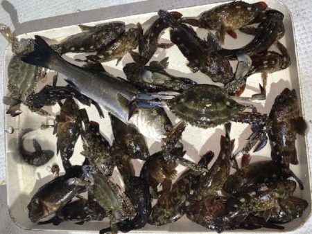 TOPGUN名古屋 釣果