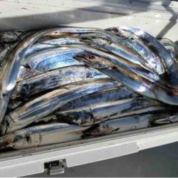 遊漁船 セトマリン 釣果