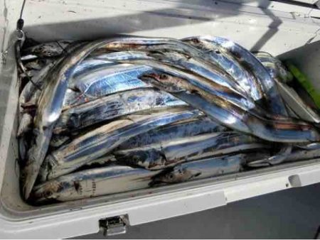 遊漁船 セトマリン 釣果