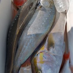 遊漁船 新鋭丸 釣果