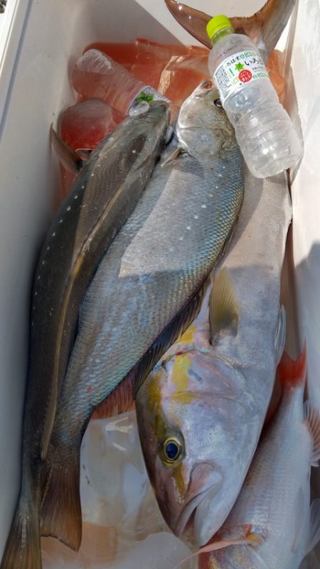 遊漁船 新鋭丸 釣果