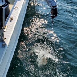遊漁船 ニライカナイ 釣果