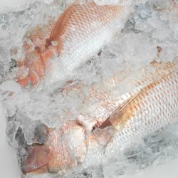 こうゆう丸 釣果