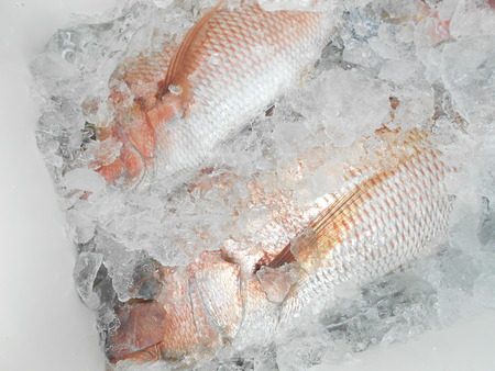 こうゆう丸 釣果