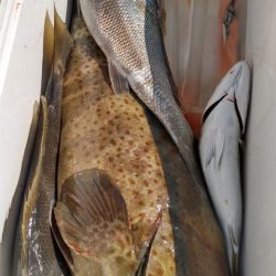 遊漁船 新鋭丸 釣果