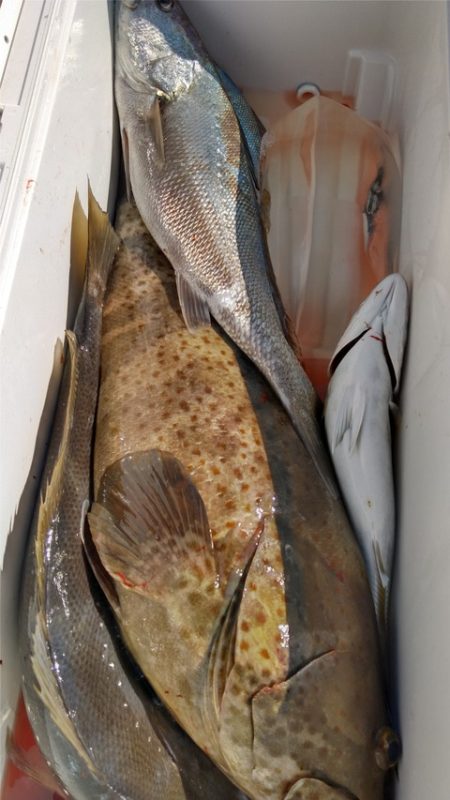 遊漁船 新鋭丸 釣果