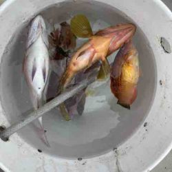 龍宮丸 釣果