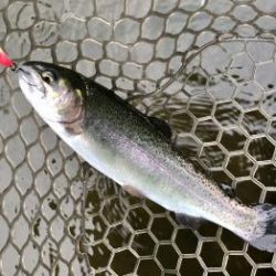 フィッシング サンクチュアリ 釣果