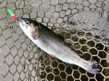 フィッシング サンクチュアリ 釣果