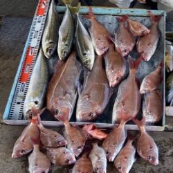 明神釣船 釣果