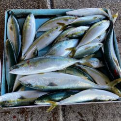 明神釣船 釣果