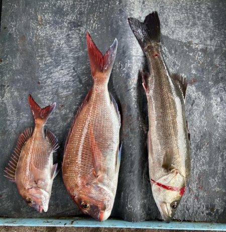 明神釣船 釣果