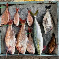 明神釣船 釣果