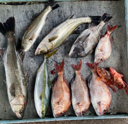 明神釣船 釣果
