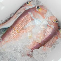 こうゆう丸 釣果